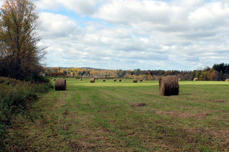 Norway Hay Field